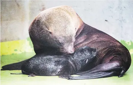  ?? Foto: Dan Materna, MAFRA ?? Čerstvě narozený Lachtaní samička Abeba včera v trojské zoo porodila mládě. „Má se čile k světu, zatím však není známo, zda je to samec, či samice,“uvedla mluvčí zahrady Alena Šteffelová. Jde o čtvrtého potomka 14leté Abeby. Otcem mláděte je lachtan Meloun. Zoo dnes spustí přenos záběrů ze zázemí, kde mládě s matkou zatím žije, na velkou obrazovku v přístupné části zoo. „Začneme od 13.30 hodin, kdy se konají oslavy narozenin lachtaního samečka Mamuta,“upřesnila mluvčí. Kdy se potomek ukáže veřejnosti naživo, není zatím jasné. V zázemí zůstane ještě několik týdnů. Lachtaní mláďata se totiž rodí se smáčivou srstí, která je táhne ke dnu. Ve velkém expozičním bazénu by tudíž hrozilo, že se utopí. (mš)