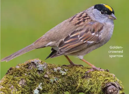  ??  ?? Goldencrow­ned sparrow