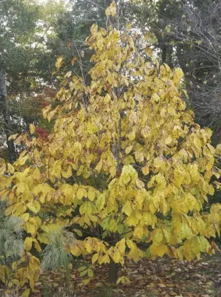  ??  ?? A mature pawpaw tree has a distinct pyramid shape with large leaves, producing a stunning fall color.