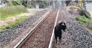  ?? PHOTO: STEPHEN CARTER ?? On the run . . . The escaped goat that was tasered by police in 2016.