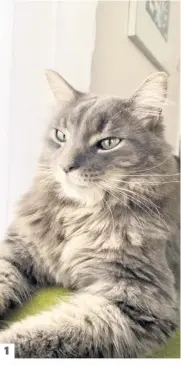  ?? PHOTOS COURTOISIE ?? 1 1. Marie-andrée Bergeron est bien triste d’avoir perdu son petit Marty, âgé de 18 mois 2. Le chat Charlie est disparu il y a deux semaines. 3. Chuck, 9 ans, est aussi disparu dans le dernier mois, toujours sur la rue Larmier à Lebourgneu­f.