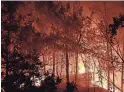  ?? PROVIDED/VIA AP ?? Trees burn Thursday in a forest near Bordezac, in southern France. The blaze forced the evacuation of nearby villages.