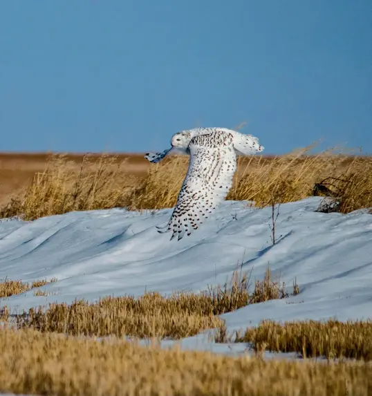  ??  ?? Snowy owl near Carstairs, Alta.