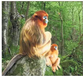  ??  ?? Natural habitat: Golden snub-nosed monkeys are among the many animal species that live deep in the Qinling Mountains. — China Daily/Asia News Network