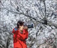  ?? SUN RONGXIANG / FOR CHINA DAILY XUE JUN / FOR CHINA DAILY ?? From left: A tourist takes photos at a plum farm in Huangfu township in Wanrong county. one of the most popular tourist attraction­s in Shanxi province.