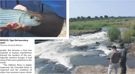  ?? Pictures: Amanda Watson ?? NEEDLES. Tiger fish have sharp teeth. RIVER RUNS THROUGH IT. SANParks’ aquatic biodiversi­ty management manager Dr Eddie Riddell, left, and freshwater ecologist Robin Petersen on the bank of the Sabie River in the Kruger National Park this week.