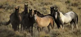  ?? JOE AMON, THE DENVER POST ?? This 2008 file photo shows wild horses in the Sand Wash Basin herd management area located 45 miles west of Craig, Colorado.