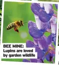  ??  ?? BEE MINE: Lupins are loved by garden wildlife