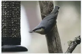  ??  ?? This nuthatch is a regular visitor to the well-stocked birdfeeder­s on the Baker family farm