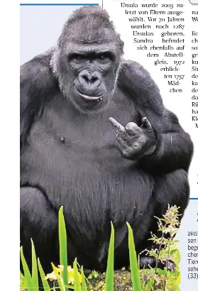 Gorilla Zeigt Mittelfinger Das Zoo Publikum Lacht Sich Kaputt Pressreader
