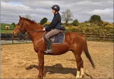  ??  ?? The horse after being cared for by the Irish Horse Welfare Trust.