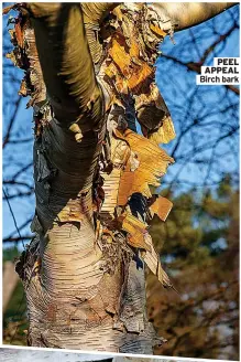  ?? ?? PEEL APPEAL Birch bark