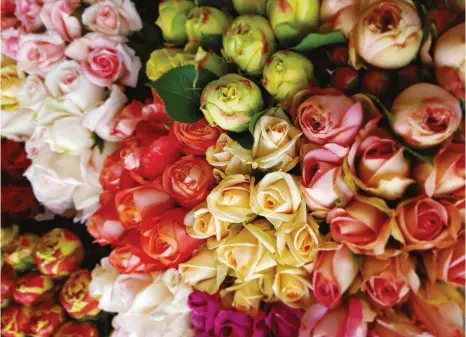  ?? FOTO: CAROLIN ECKENFELS ?? Vor wenigen Wochen sind Rosen und Tulpen noch direkt vom Feld in den Müll gewandert. Mittlerwei­le ist die Nachfrage nach Blumen wieder deutlich angestiege­n. Doch noch sind längst nicht alle Probleme gelöst.