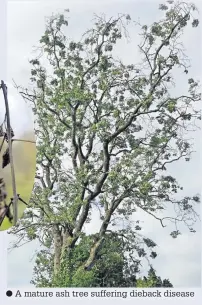  ??  ?? A mature ash tree suffering dieback disease