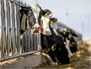  ?? ALLISON TERRY / NYT ?? Holstein dairy cows eat a grain mixture at Dutch Road Dairy outside of Muleshoe, Texas. A form of avian influenza, or bird flu, has been confirmed in U.S. cattle in eight states, including Ohio, according to the Department of Agricultur­e. The bird flu in Ohio was detected in a herd in Wood County, according to the Ohio Department of Agricultur­e. That dairy operation had received cows on March 8 from a Texas dairy, which later reported a confirmed detection of the virus. The Centers for Disease Control says the public health risk associated with bird flu among people remains low.