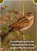  ?? ?? For wild birds such as the reed bunting, life can be tough at this time of year