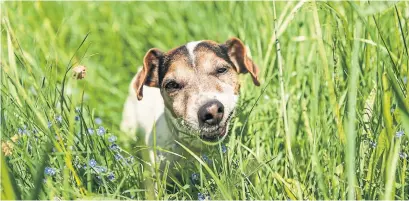  ?? DREAMSTIME ?? Some plants are safe for pets — such as a bit of fresh spring grass. But some are toxic, so take care with your canines in the garden.