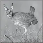  ?? AP-David Crenshaw, File ?? A male lesser prairie chicken climbs a sage limb to rise above the others at a breeding area near Follett, Texas. Wildlife advocates say efforts to restore the birds could be set back by a proposal to exempt areas from habitat protection­s meant to save imperiled species.