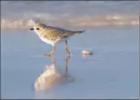  ?? Lorraine Minns / Audubon Photograph­y Awards ?? The piping plover is one of the 389 bird species in North America threatened by extinction due to global warming.