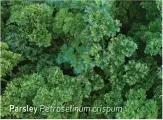  ??  ?? Parsley Petroselin­um crispum