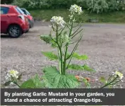  ?? ?? By planting Garlic Mustard in your garden, you stand a chance of attracting Orange-tips.