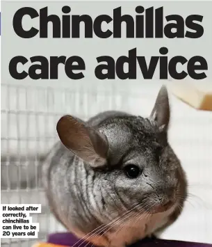  ?? ?? If looked after correctly, chinchilla­s can live to be 20 years old