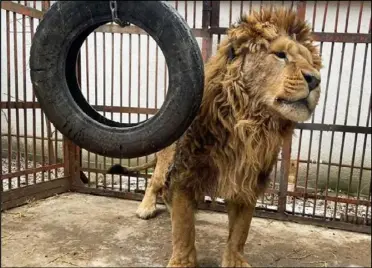  ?? Picture: Wild Animal Rescue/IFAW ?? Rori is one of five lions set to be brought to The Big Cat Sanctuary