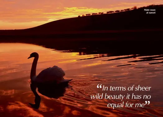  ??  ?? Mute swan at sunset