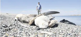  ??  ?? Dead seagulls lie on the shores of Lake Van in Van province, eastern Turkey, Aug. 13, 2020.