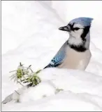  ??  ?? coloration, blue jays are among the most noticeable winter birds. Right: With their vivid