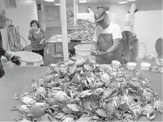  ?? /FOTOS: AFP ?? Wonn Kain procesa cangrejos en para el establecim­iento Bay Hundred Seafood en Maryland