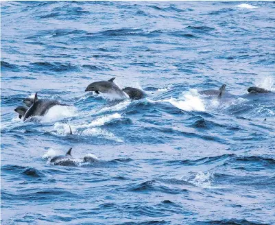  ?? — LUKE HALPIN ?? Common bottlenose dolphins have been observed about 1,000 kilometres north of their typical range, in waters approximat­ely 180 km northwest of Vancouver Island.