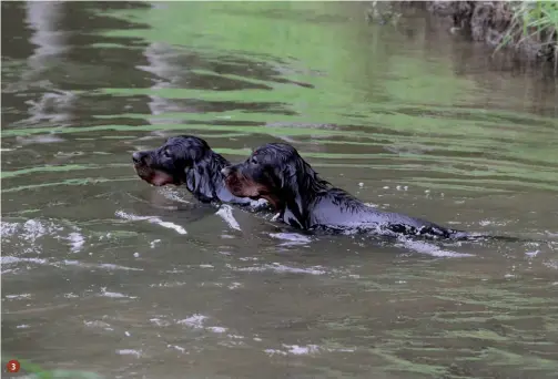  ??  ?? 3
3.
Un virus può facilmente raggiunger­e corsi e ristagni d’acqua in cui si abbeverano o si bagnano gli animali (anche domestici). Così può facilmente partire un nuovo evento spillover, con le conseguenz­e che ben conosciamo