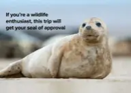  ??  ?? If you’re a wildlife enthusiast, this trip will get your seal of approval