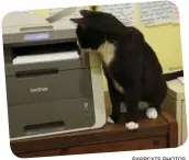  ?? RAPPCATS PHOTOS ?? This curious cat at the cage-free RappCats shelter in Flint Hill helps oversee many office duties.