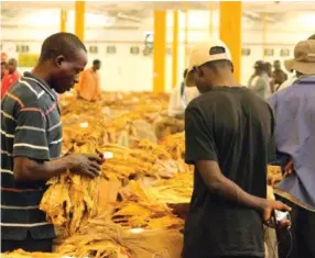  ??  ?? Tobacco deliveries are expected to surge further as prices continue to firm as the quality of the leaf improves