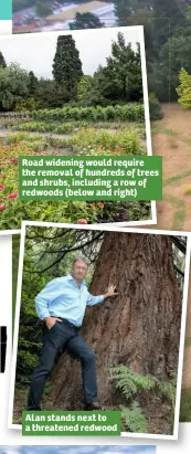  ??  ?? Road widening would require the removal of hundreds of trees and shrubs, including a row of redwoods (below and right) Alan stands next to a threatened redwood