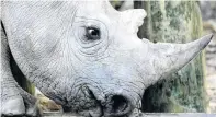  ?? PHOTO: REUTERS ?? Rare . . . A 33monthold black rhino at a game reserve near Cape Town, South Africa.