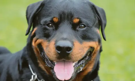  ?? Foto: Franziska Kraufmann, dpa (Symbolbild) ?? Wer in Königsbrun­n einen Rottweiler halten will, muss im Jahr 500 Euro Hundesteue­r bezahlen.