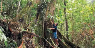  ??  ?? Vida. Figueiras centenária­s encantam visitantes; abaixo, muriqui e anta