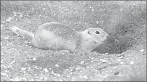  ?? Pinterest image. ?? Richardson’s Ground Squirrel or Flickertai­l- either name refers to this little gopherlike mammal in the squirrel family. They are a lovely sandy color, give quite the little whistle, and flick their tails so much that they were named after that behavior.