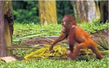  ?? PHOTO: GETTY IMAGES ?? A young orangutan.