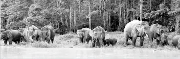  ??  ?? Bornean elephants whose fragmented population­s require additional forest connectivi­ty. -Picture courtesy of DGFC.