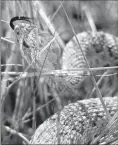  ?? Herald file photo by Ian Martens @IMartensHe­rald ?? A rattlesnak­e flicks its tongue as it coils through the prairie grasses in the river bottom near the city’s edge.