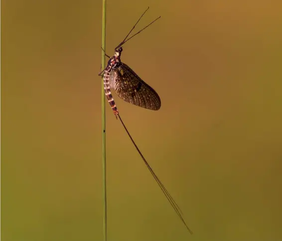  ??  ?? Eintagsfli­ege Eintagsfli­ege im Abendlicht. (Brennweite 180 mm, Makro, Blende 7,1, 1/2000 s, +0,3 EV, Stativ)