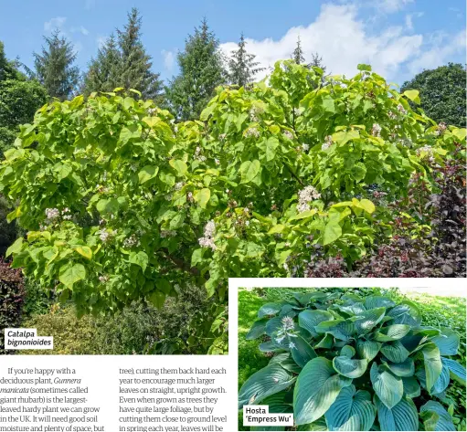  ?? ?? Catalpa bignonioid­es
Hosta ‘Empress Wu’