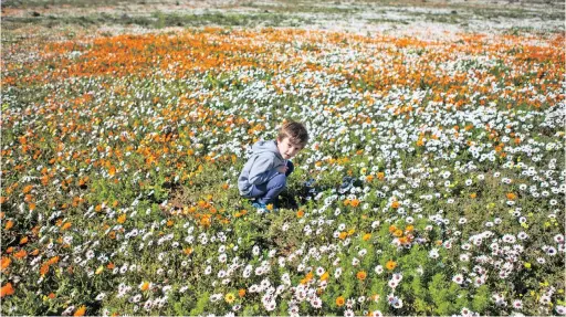  ?? PICTURE: KATOO PEETERS ?? FULL BLOOM: Gabriel Peters, 6, is surrounded by spring flowers at the Postberg flower reserve in the West Coast National Park.