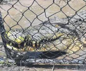  ??  ?? CULL TO ARMS: Texters believe definite government action is required to control crocodile numbers in Far North Queensland.