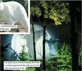  ??  ?? Les ours polaires sont certaineme­nt les vedettes de Saint-Félicien. Le parcours multimédia Anima Lumina permet de découvrir le zoo durant la nuit.