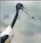  ?? PHOTO COURTESY: MANOJ NAIR ?? The bird was spotted at the Basai wetlands with a plastic bottle’s cap stuck around its beak.